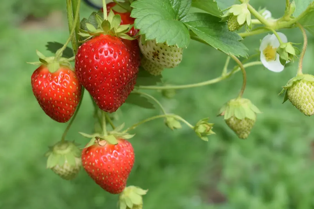red strawberries