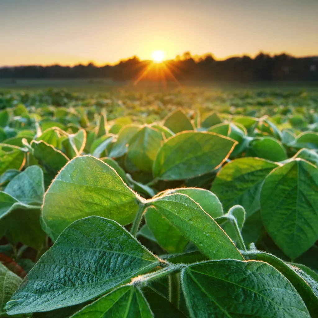 Soy Plantation - Environmental impact data for agri-food, Agri-footprint