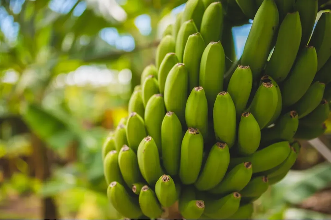 environmental footprint of banana