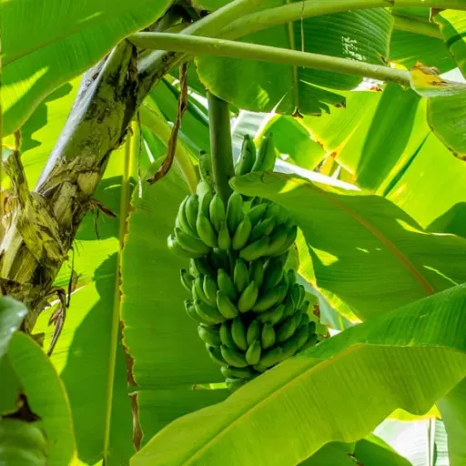 green banana tree during daytime