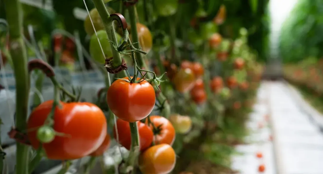 a row of tomatoes growing in a greenhouse