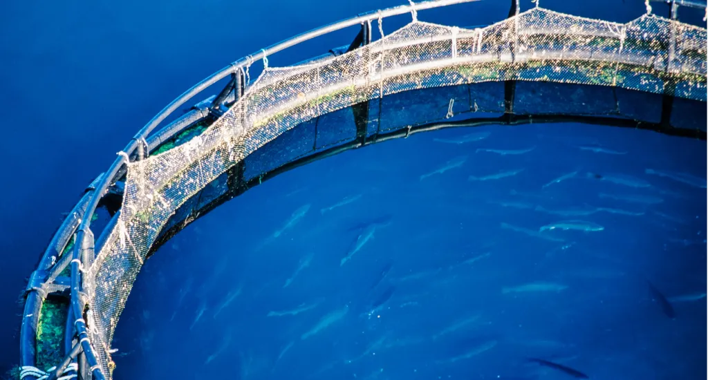 Aquaculture- LCA Consulting