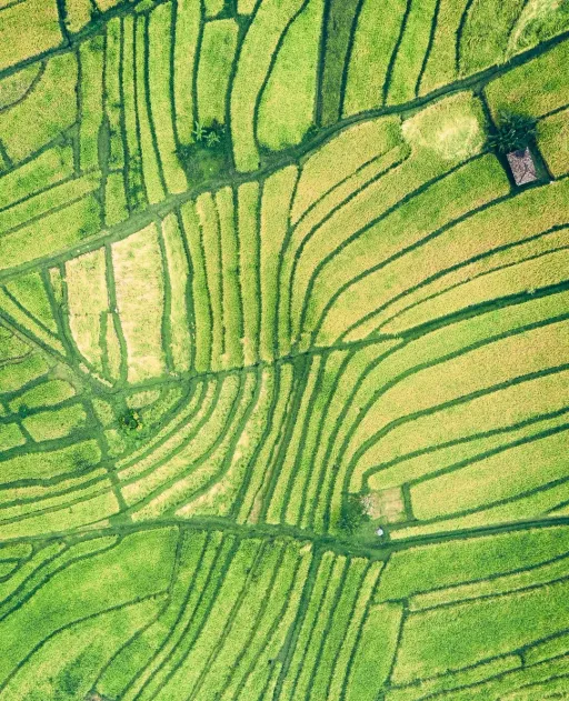 aerial photography of rice field