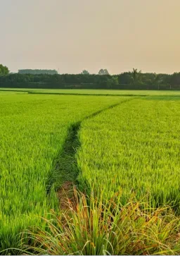 green grass field under white sky during daytime