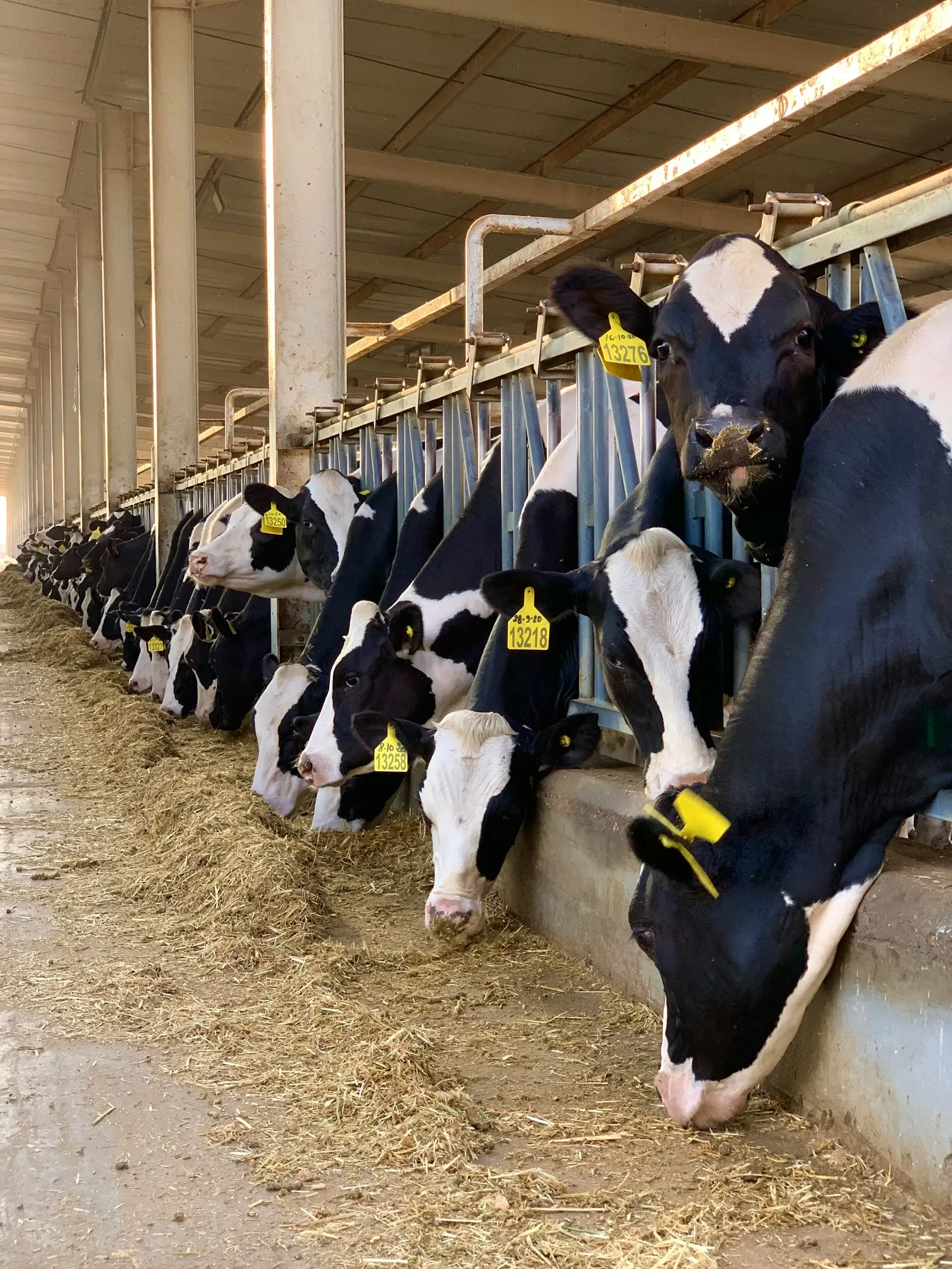 Footprint of animal production systems